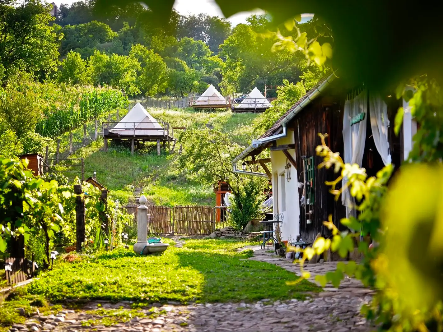 Golden-hour view across the garden of Saschiz 130: a stone fountain on the lawn, vines in the foreground and white bell tents on the terraced hillside behind the house